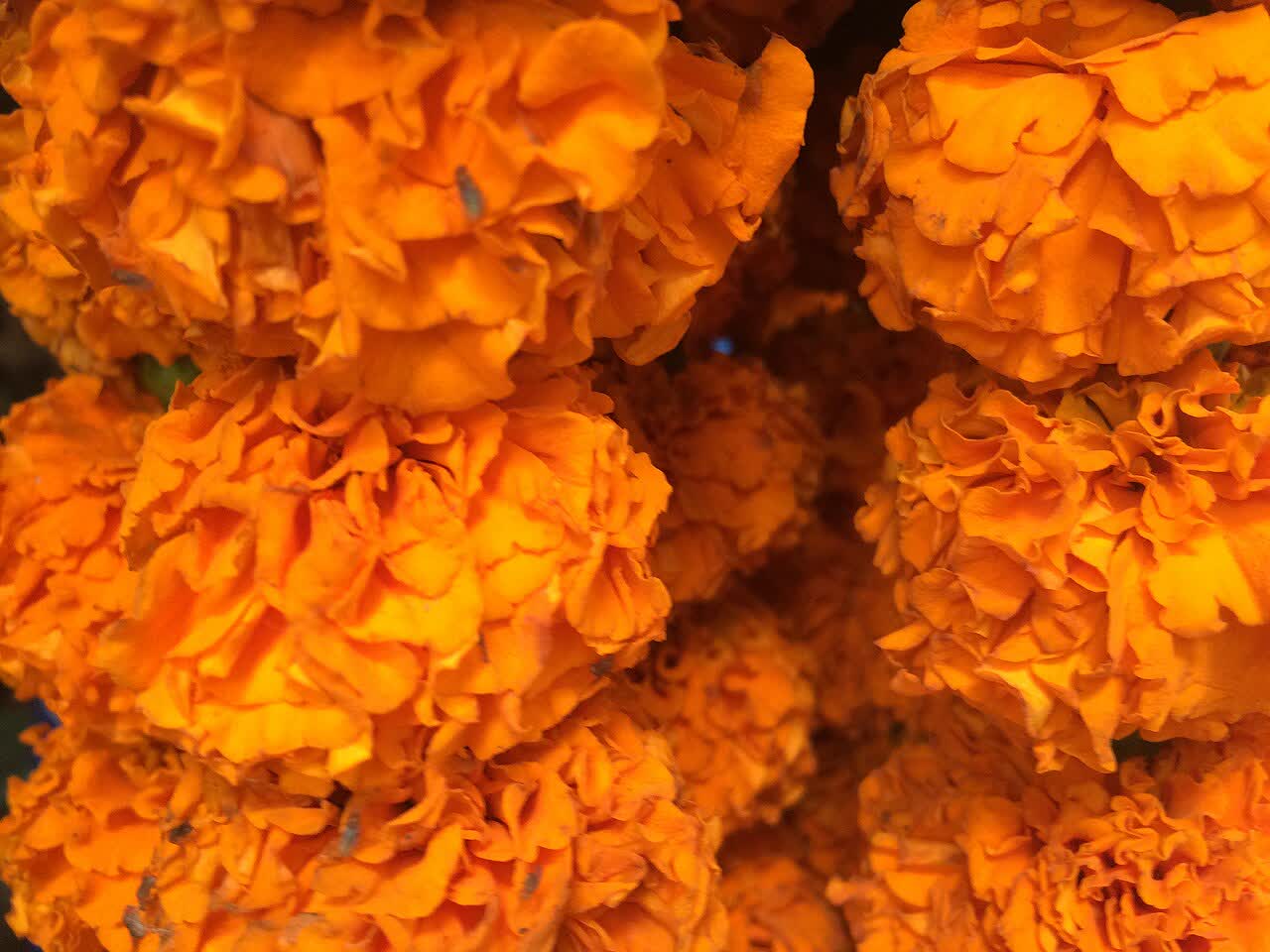 Marigold Flowers as garland in India